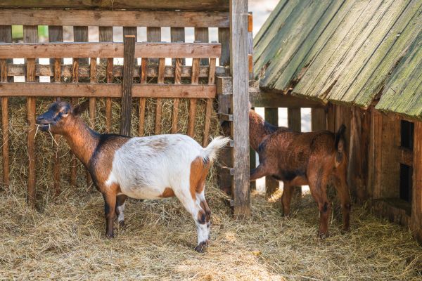 Animal Enclosure Installation