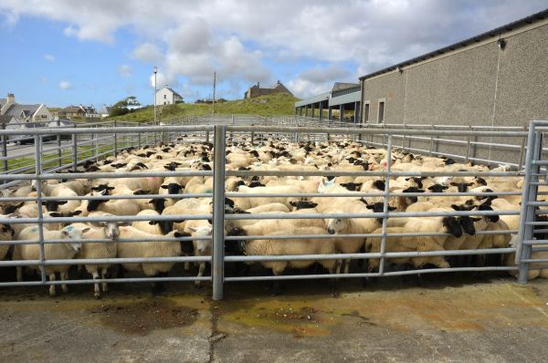 Sheep Pen Construction