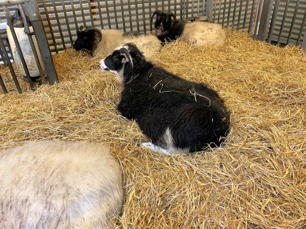 Sheep Enclosure Installation